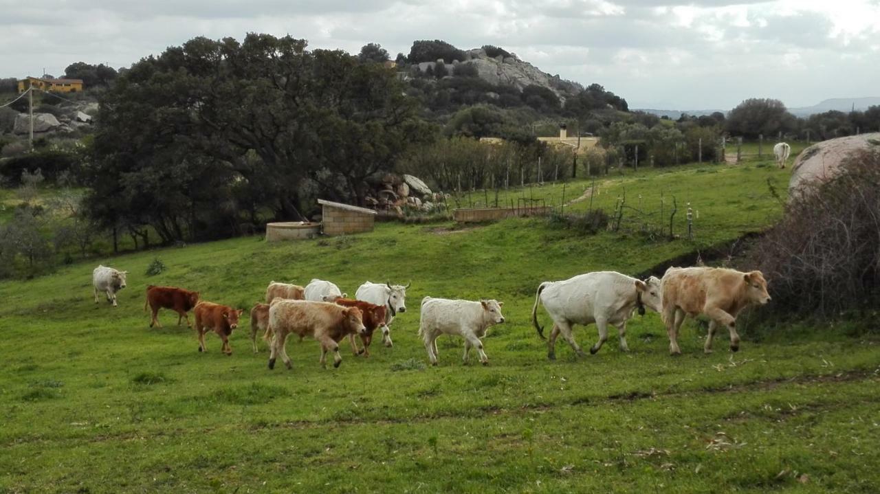 Agriturismo Monte Pino 텔티 외부 사진